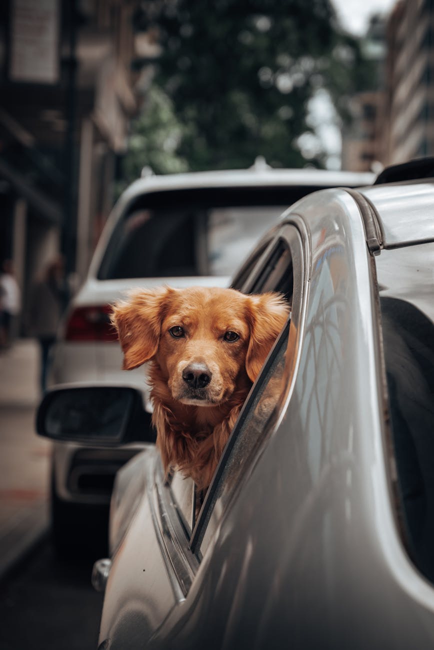 Golden retriever in NYC setting