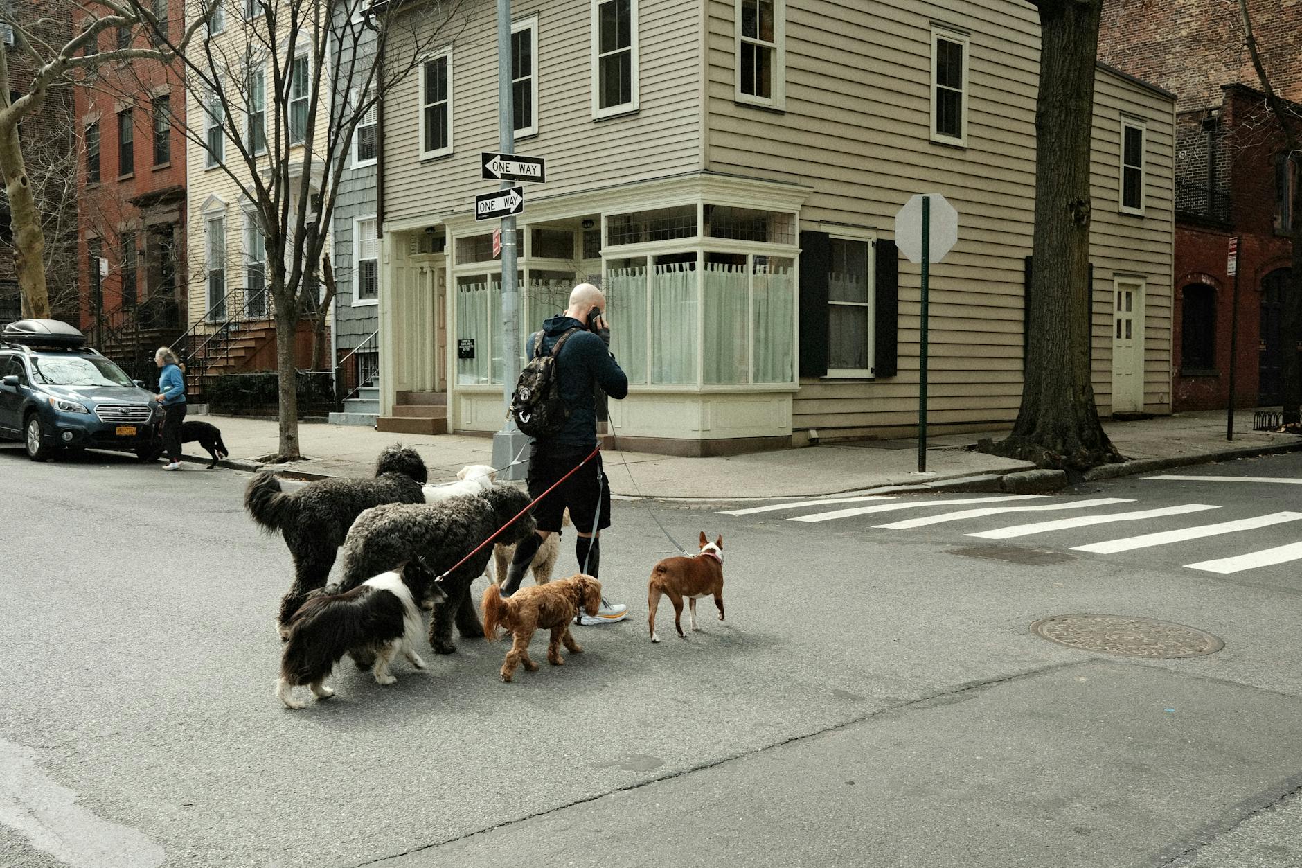 Professional dog walker with multiple dogs in NYC